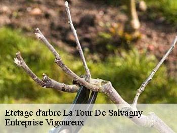 Etetage d'arbre  la-tour-de-salvagny-69890 Entreprise Vigoureux